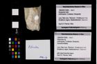 Foto (Objekt + Etikett) von Pithonoton sp.  (NHMW-GEO-1990-0041-2585)